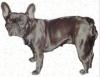 Franz. Bull dogge